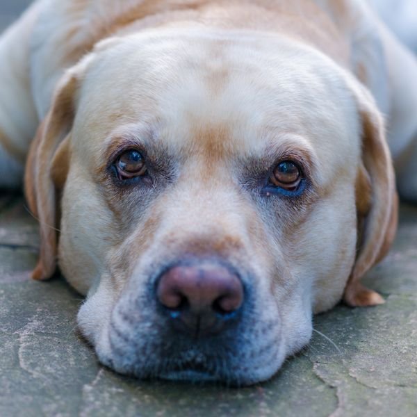 Large dog example