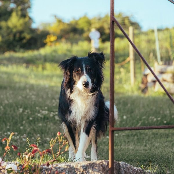 Medium dog example