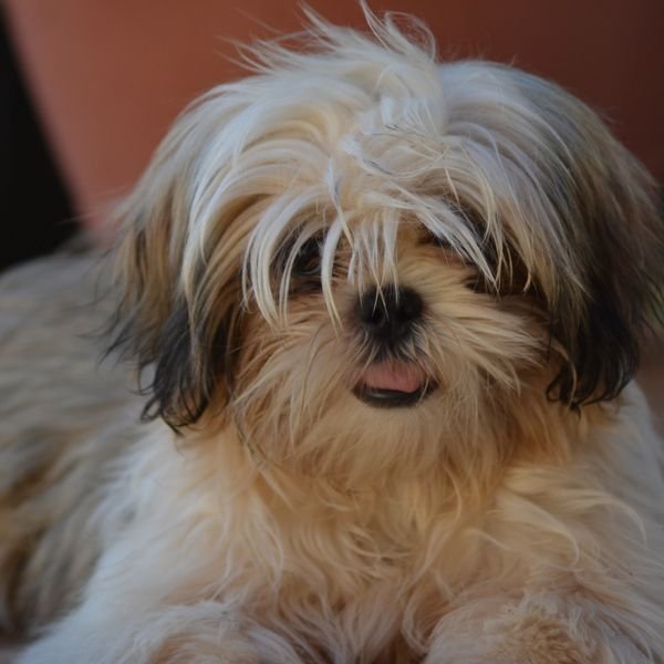 Small dog example