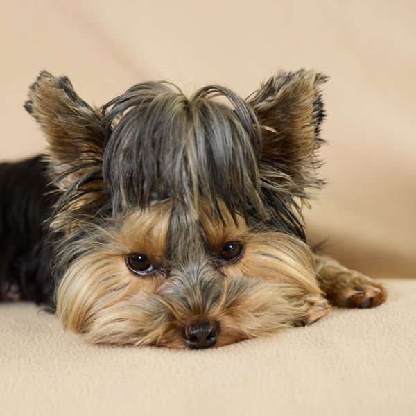 X-Small (Toy) dog example